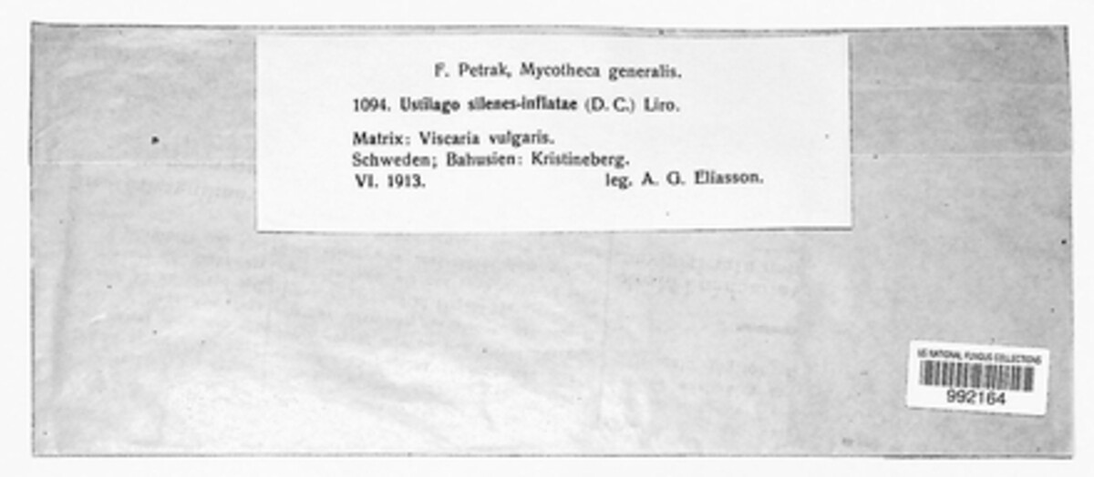 Microbotryum silenes-inflatae image